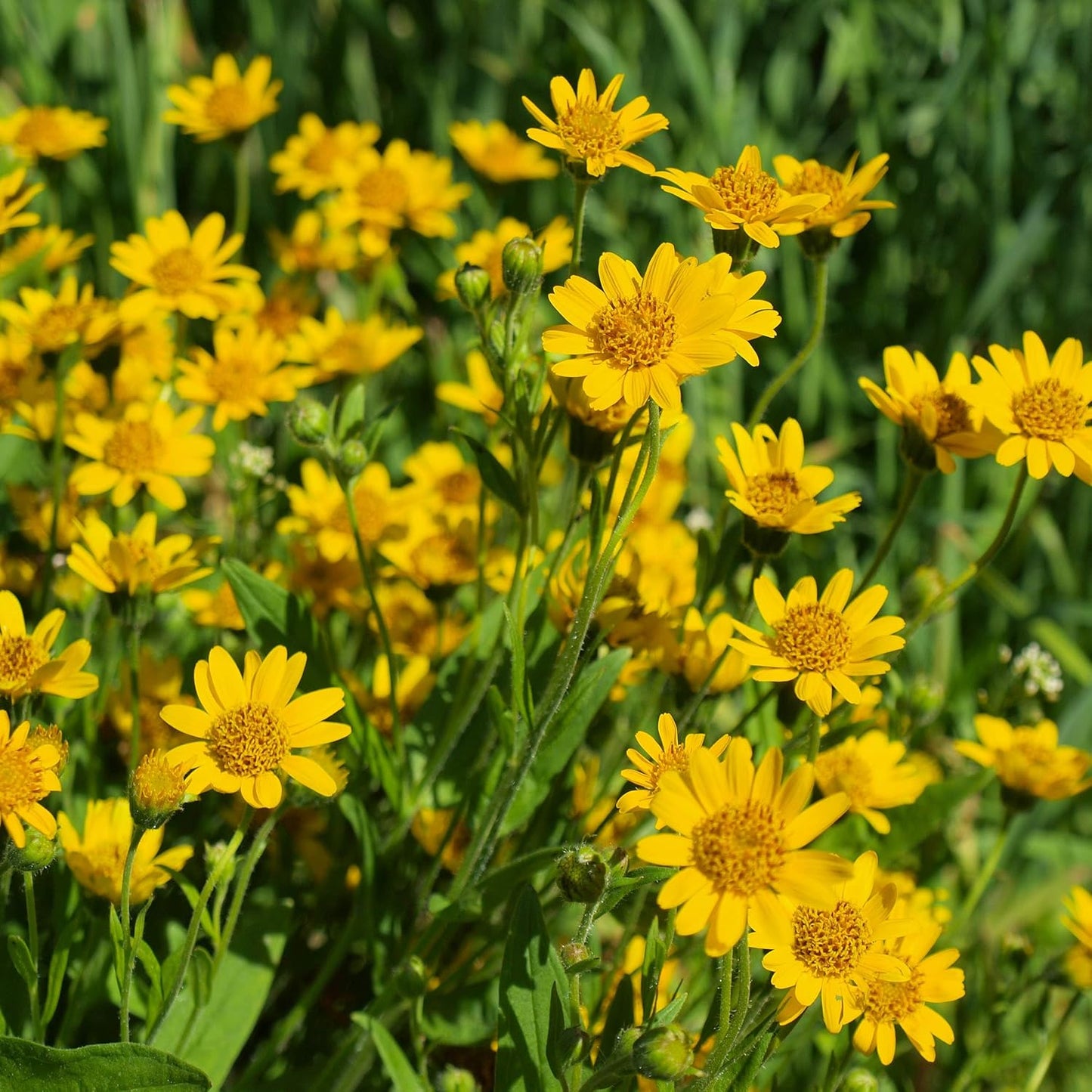 Arnica Montana Flower Seeds for Planting - 100 pcs