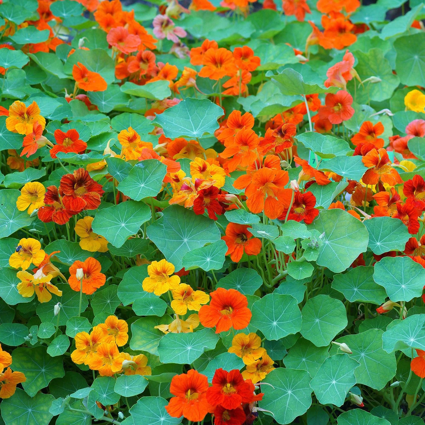 Hirlybird flower seeds annual yellow ribbed variety for planting in backyard flower beds or balcony pots