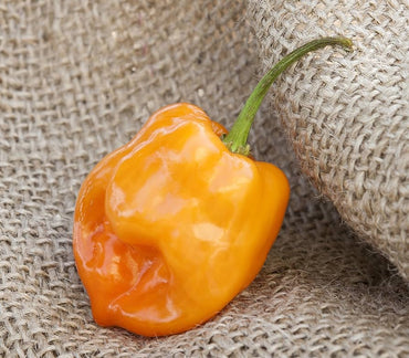 Habanero pepper Capsicum chinense orange hot vegetable seeds for planting in kitchen garden or balcony containers