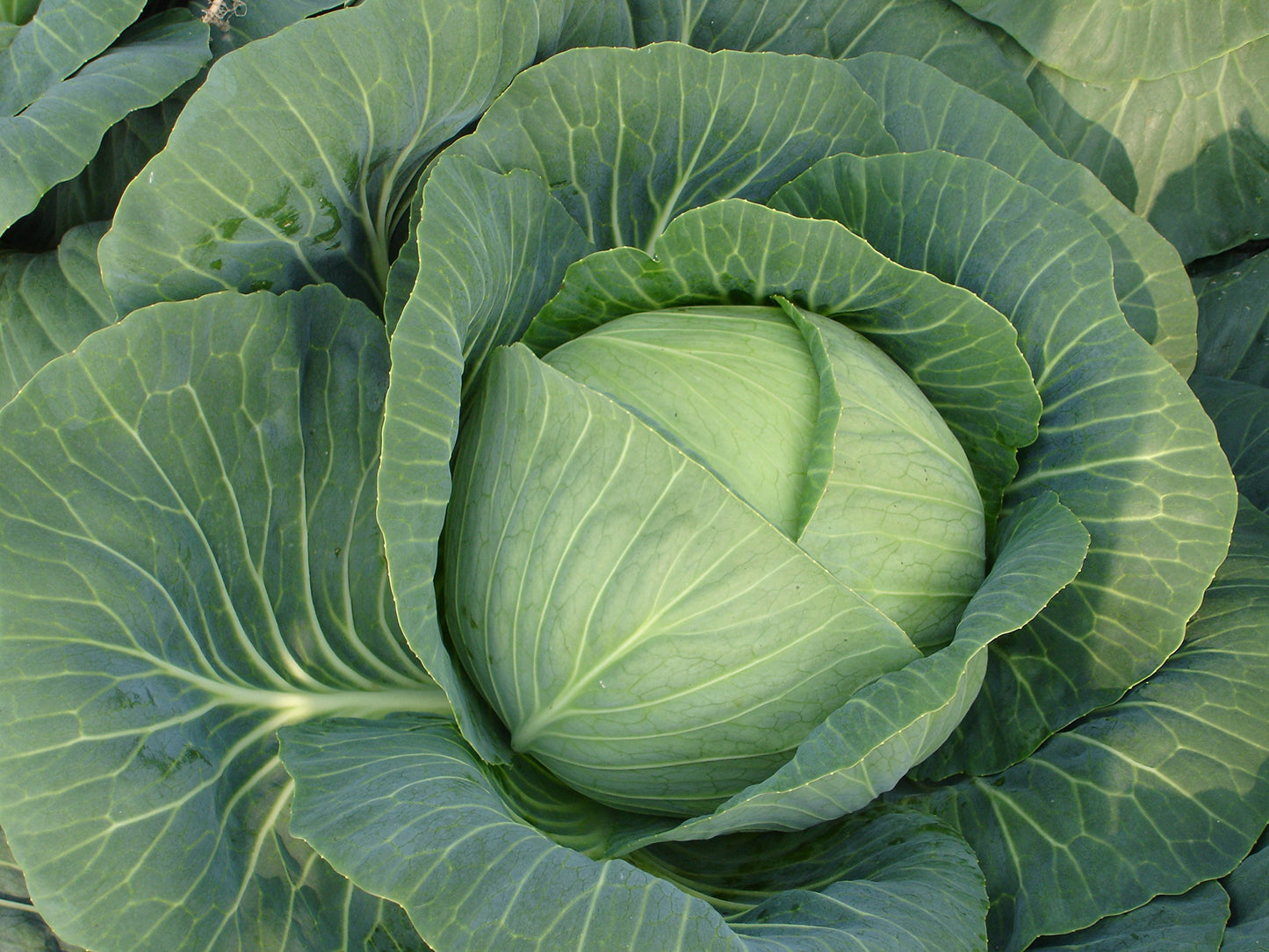 Bronco – Cabbage Seed