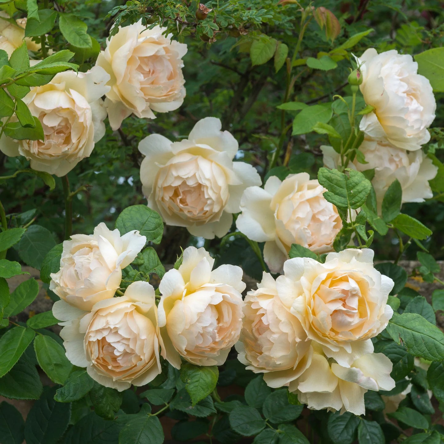 Rose- Wollerton Old Hall