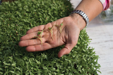 Cilantro – Organic Microgreen Seed