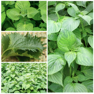 Green Shiso Perilla Frutescens Herb Seeds for Planting in Home Garden and Balcony Containers