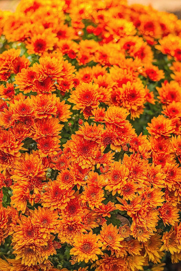 Chrysanthemum Flower Seeds for Planting – 100