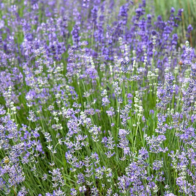 Organic Heirloom Non-GMO Blue Lavandula Munstead Seeds for Planting – Vibrant Blooms