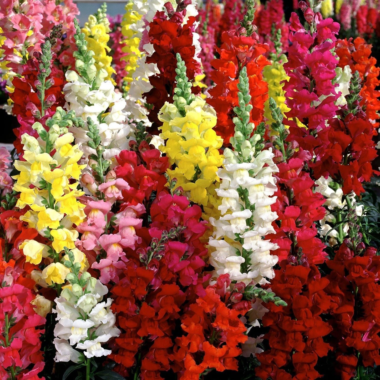 Snapdragon- Tetra Mix