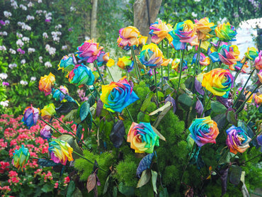 Rainbow Rose Rosa hybrida Flower Seeds for Planting Multi-Color Variety in Home Garden