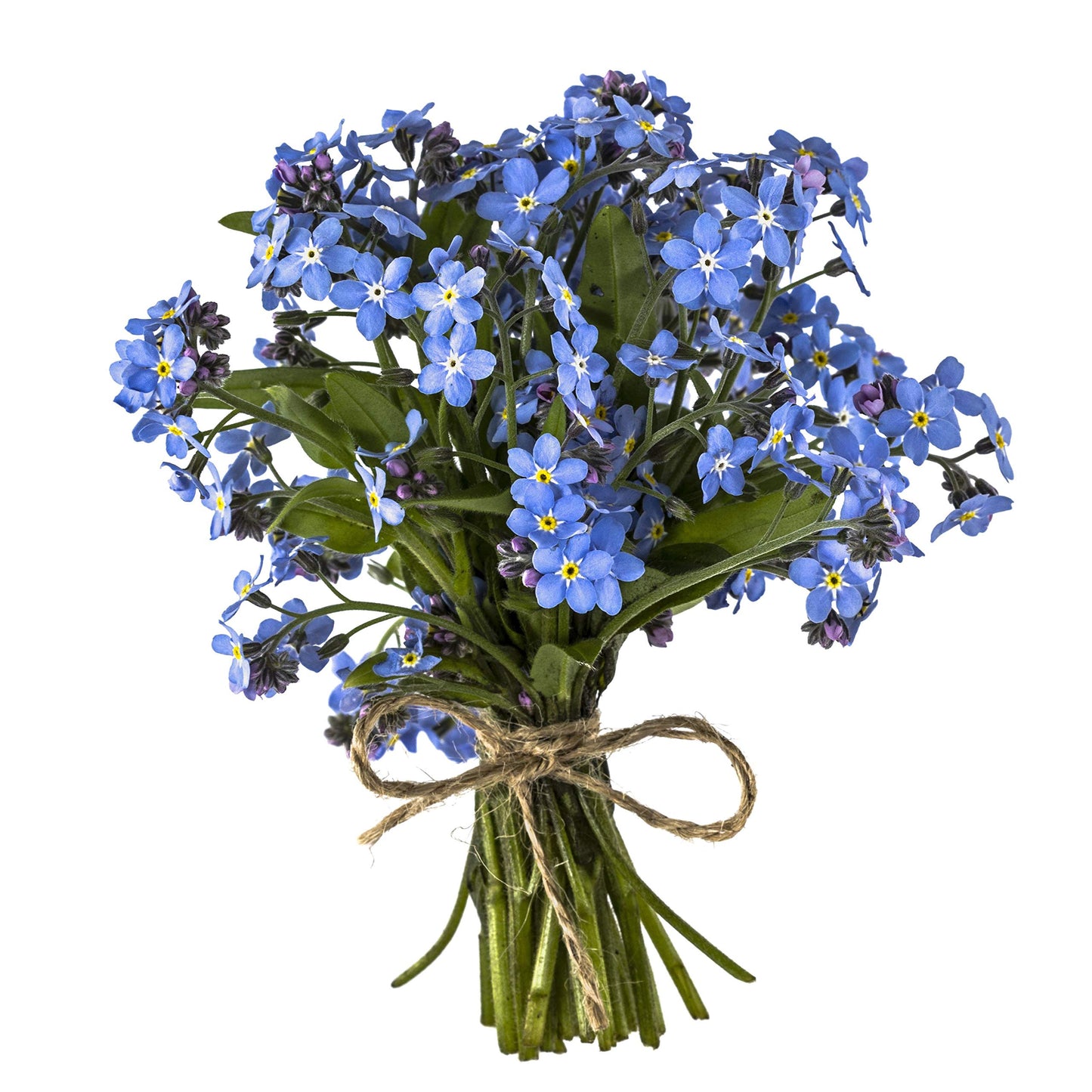 Forget Me Not Myosotis sylvatica Flower Seeds for Planting Blue Variety in Home Garden