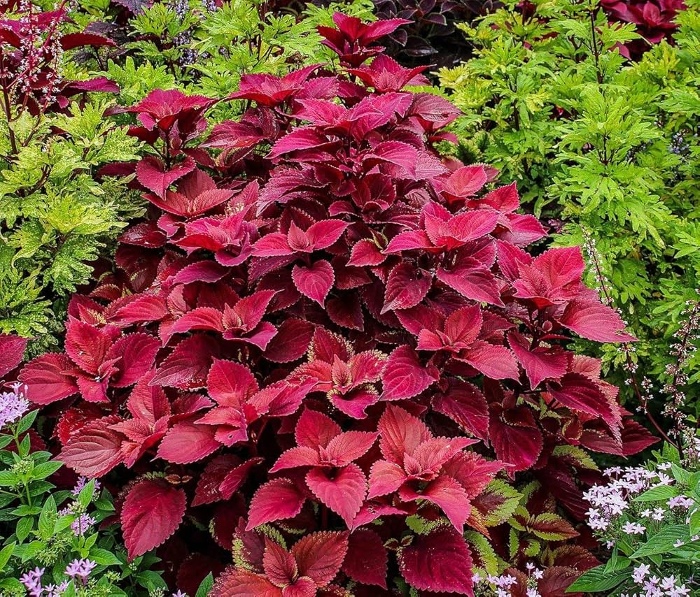 Coleus plant Wizard Velvet Red seeds for growing colorful foliage garden accents