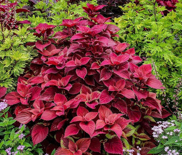 Coleus plant Wizard Velvet Red seeds for growing colorful foliage garden accents