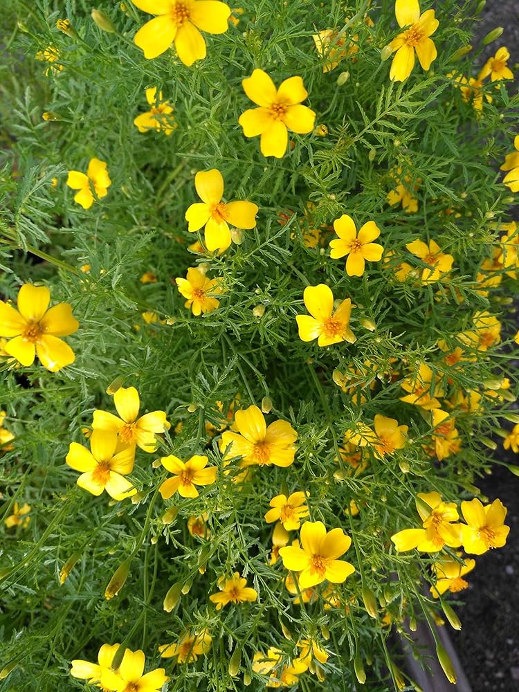 Lemon Gem – Marigold Seed