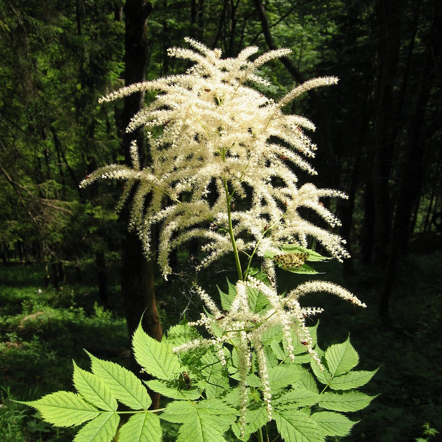 Aruncus Dioicus Goat’s Beard Perennial Flower Seeds