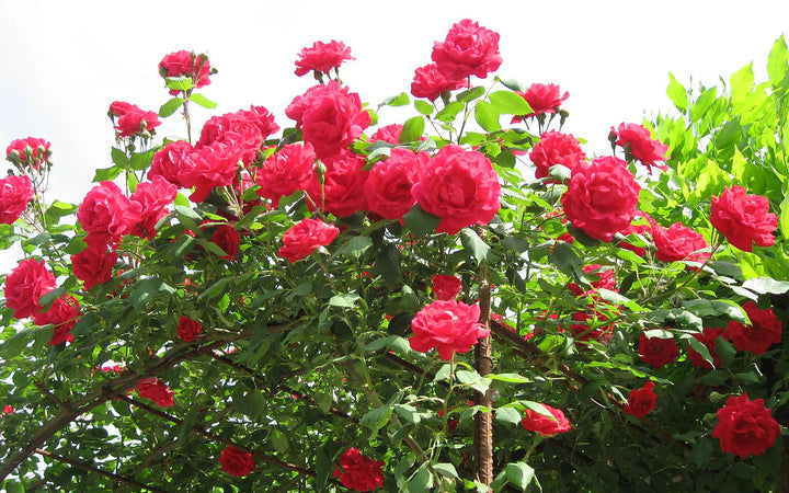Heirloom Climbing Rose Flower Seeds for Planting – Non-GMO Seeds for Vertical Gardens