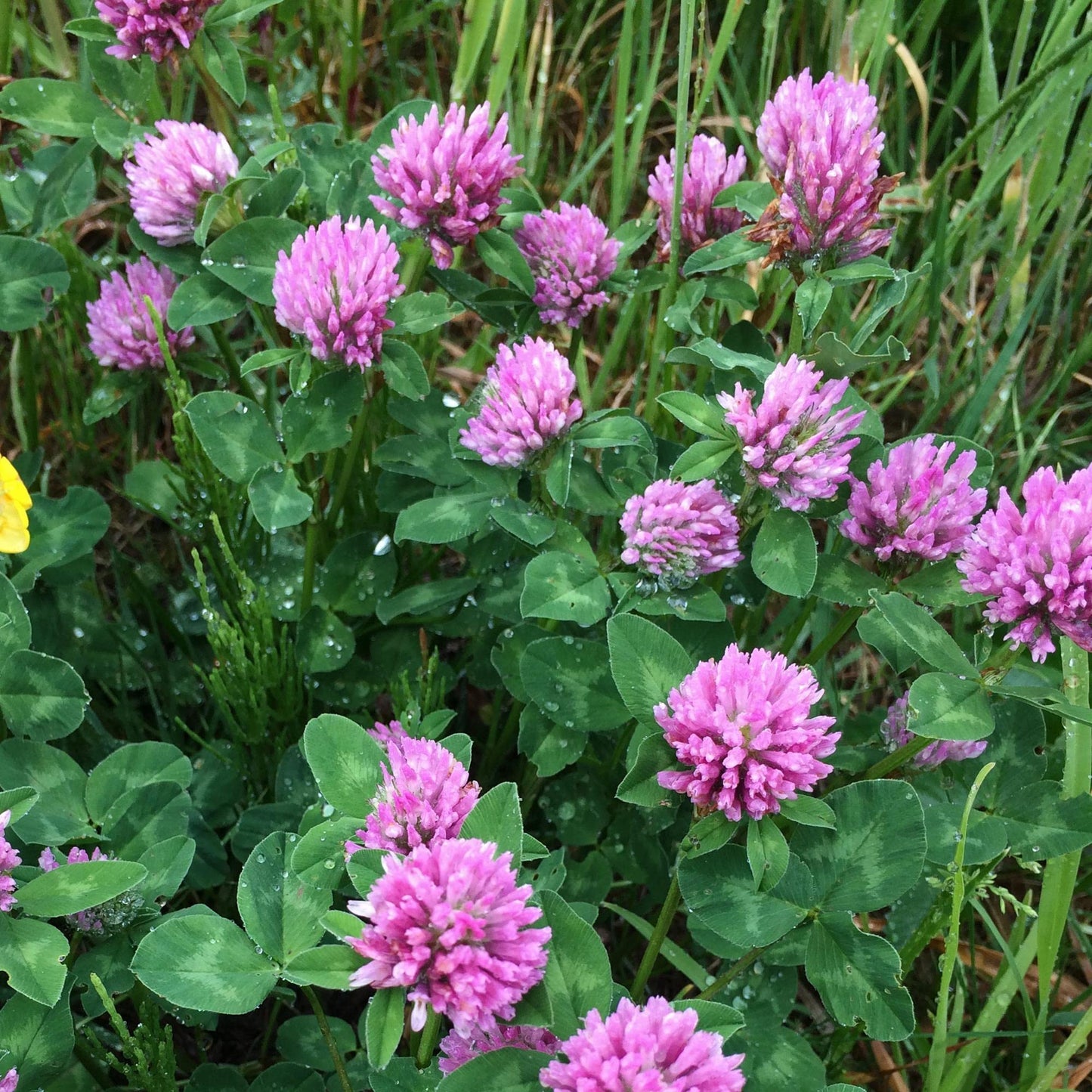 Mauve purple clover seeds (Trifolium pratense) growing into soft, rounded purple flower heads atop green leafy stems