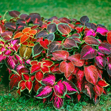 Coleus plant Wizard Jade seeds for vibrant foliage in shade garden containers