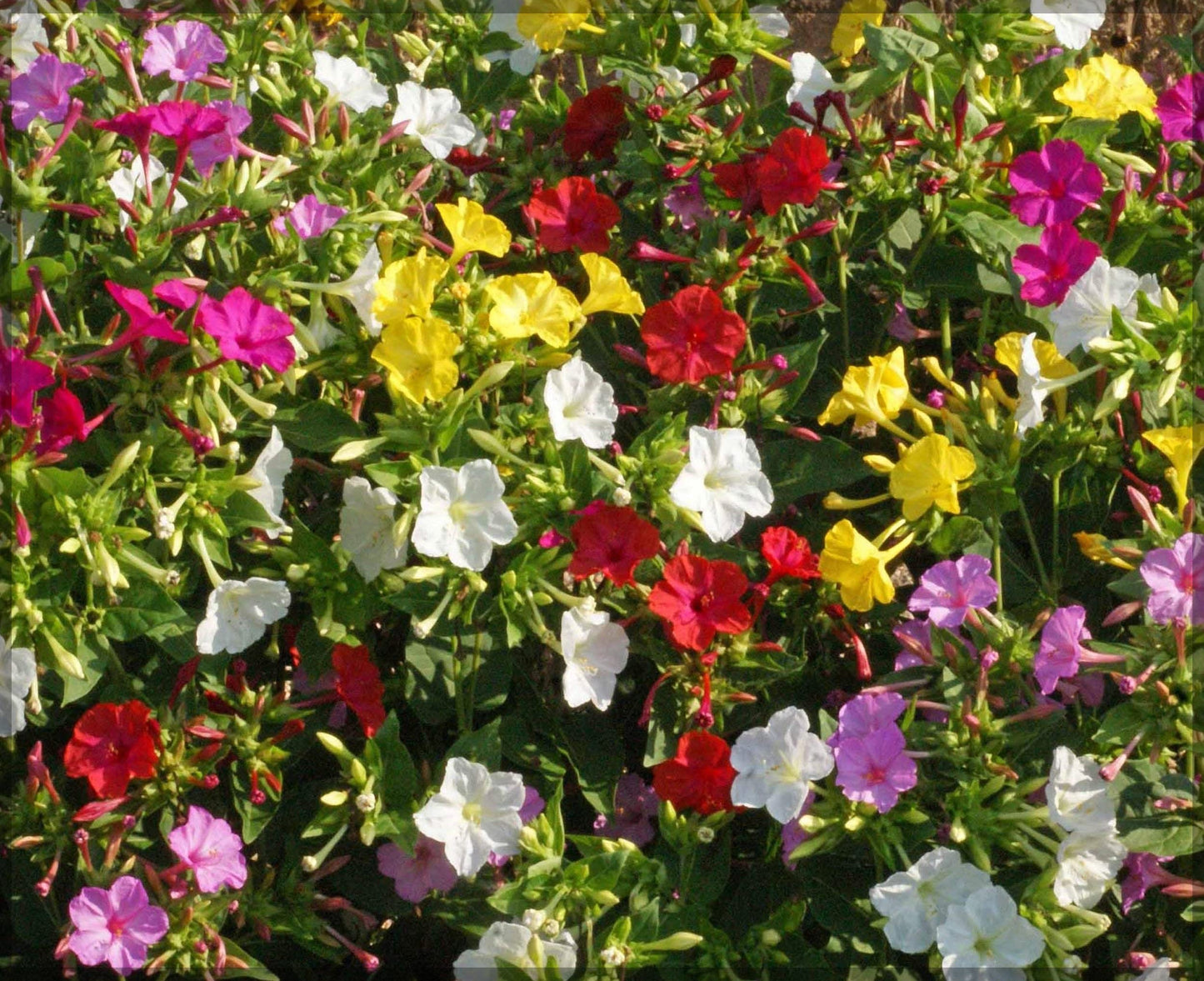 Four O’Clock Flower Mix Mirabilis Jalapa Flower Seeds for Planting in Backyard Gardening and Evening Bloom Areas