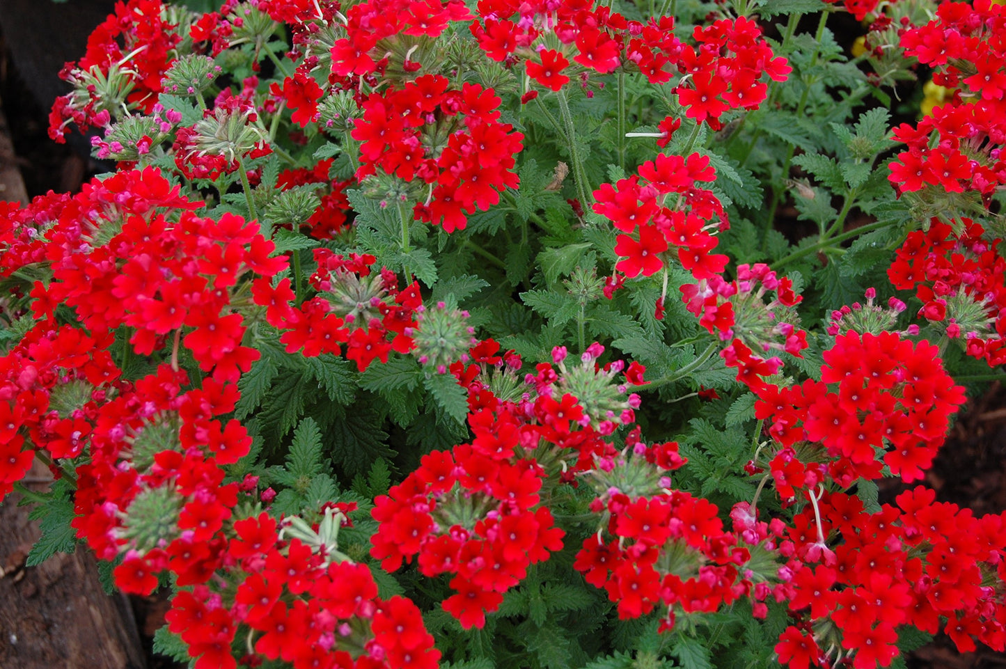 Verbena Red Annual Flower Seeds for Garden