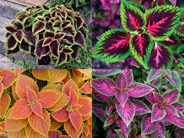 Coleus Coleus scutellarioides Flower Seeds for Planting in Indoor Pots