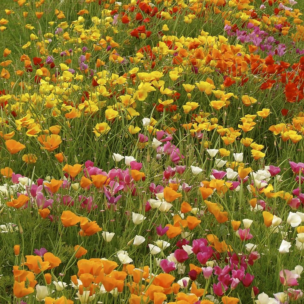 Californian Poppy- Single Choice Mix