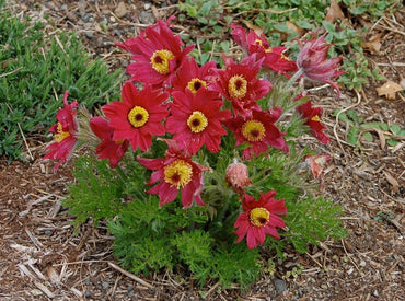 Heirloom Non-GMO Red Anemone Pulsatilla Flower Seeds for Planting – Bright Perennial Garden Seeds