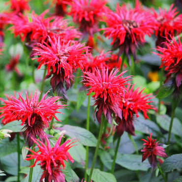 Bee balm flower Monarda didyma scarlet red seeds for planting in pollinator gardens or sunny backyard beds