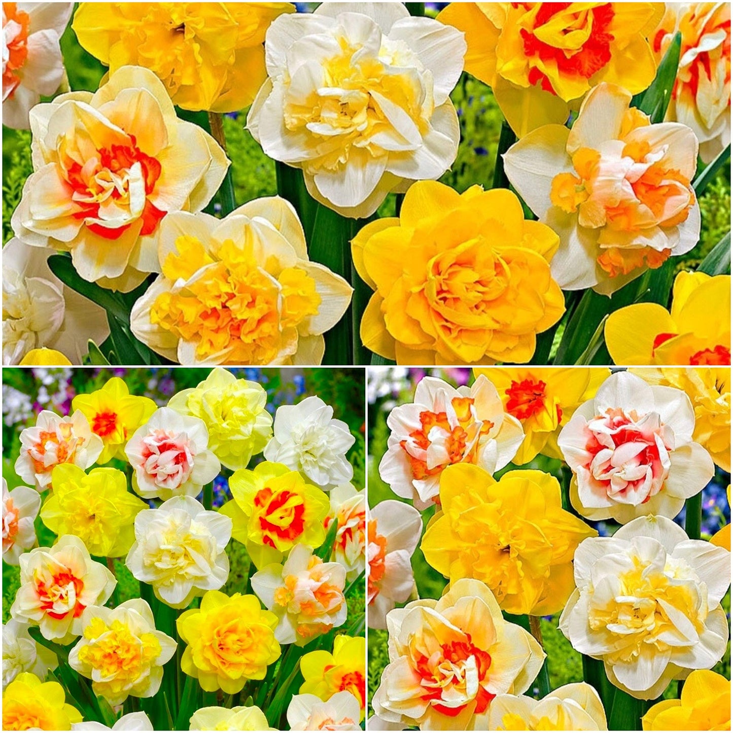 Narcissus - Daffodil Bulbs