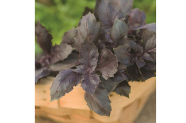 Red Rubin – Basil Seed