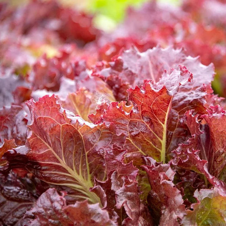 Lettuce Red Velvet Organic Seeds