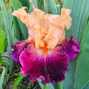 Easy to Love Bearded Iris Seeds