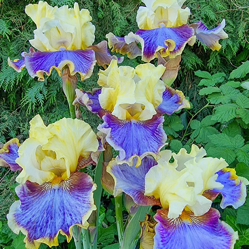 Style Traveller Bearded Iris Seeds
