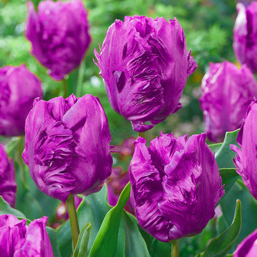 Parrot Prince Tulip Seeds