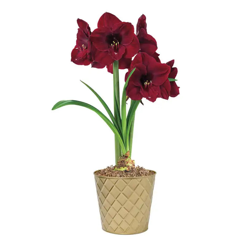 Colossal Benfica Amaryllis Seeds