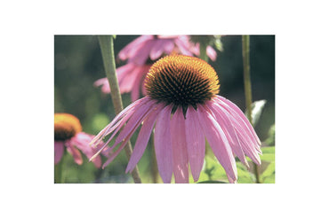 Organic Echinacea Seeds