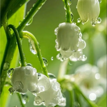 Lily of the Valley Flower Seeds