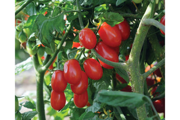 Red Pearl – Organic Tomato Seed