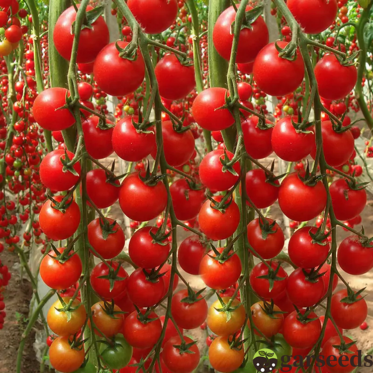 Waterfall Tomato Seeds