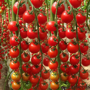 Waterfall Tomato Seeds