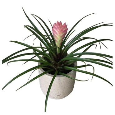 Tillandsia Cyanea Bonsai Flower Seeds – Heirloom, Non-GMO Flower Seeds for Planting