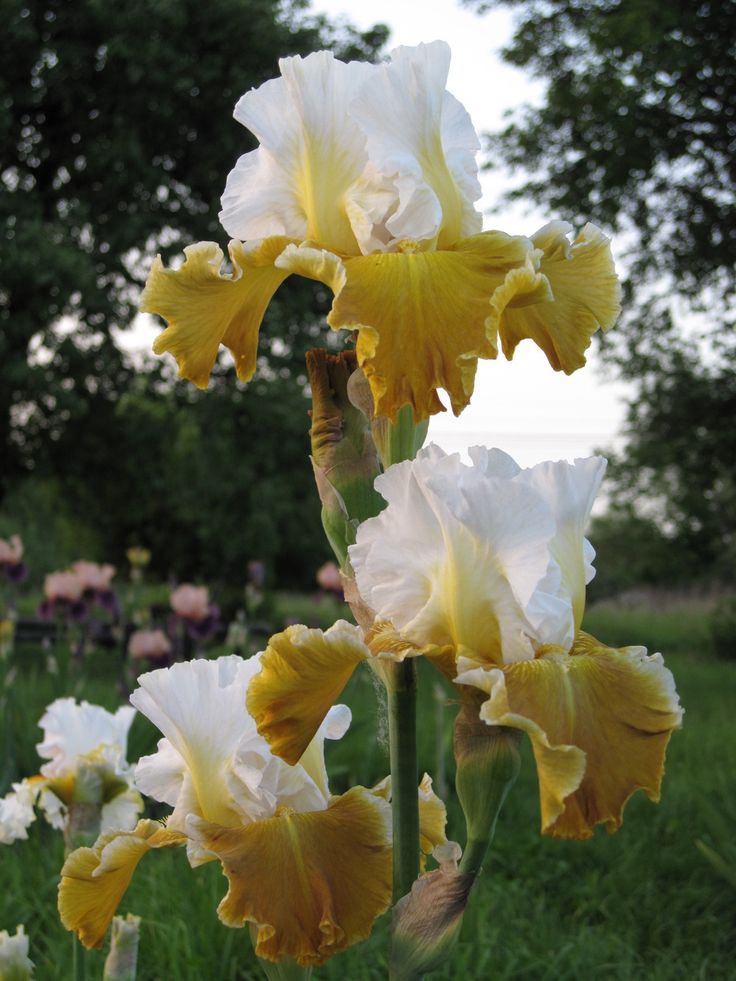 Going Green Bearded Iris Seeds