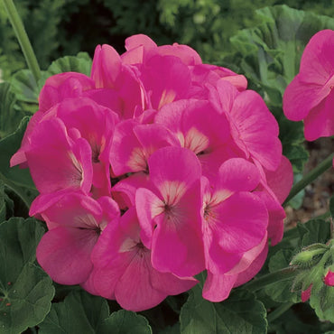 Geranium Maverick Mix Seeds