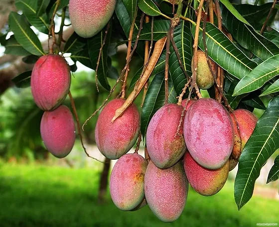 Mango Seeds