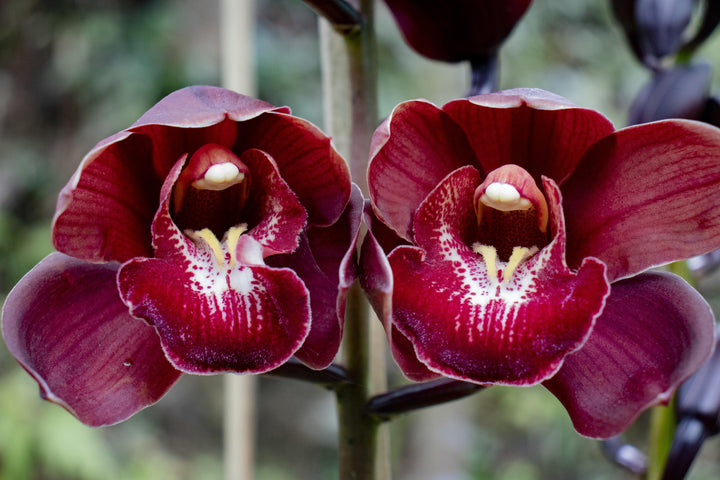 Cymbidium Flower Seeds for Planting – Organic, Heirloom, Non-GMO Orchid Seeds