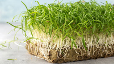 Fennel, Green – Organic Microgreen Seed