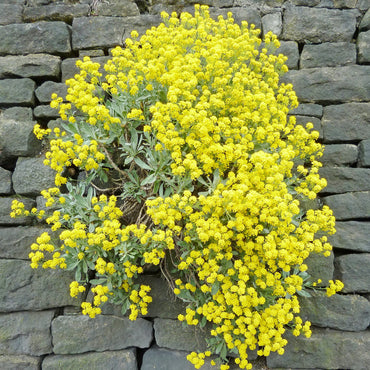 Alyssum Schnell Gold Ground Cover Flower Seeds