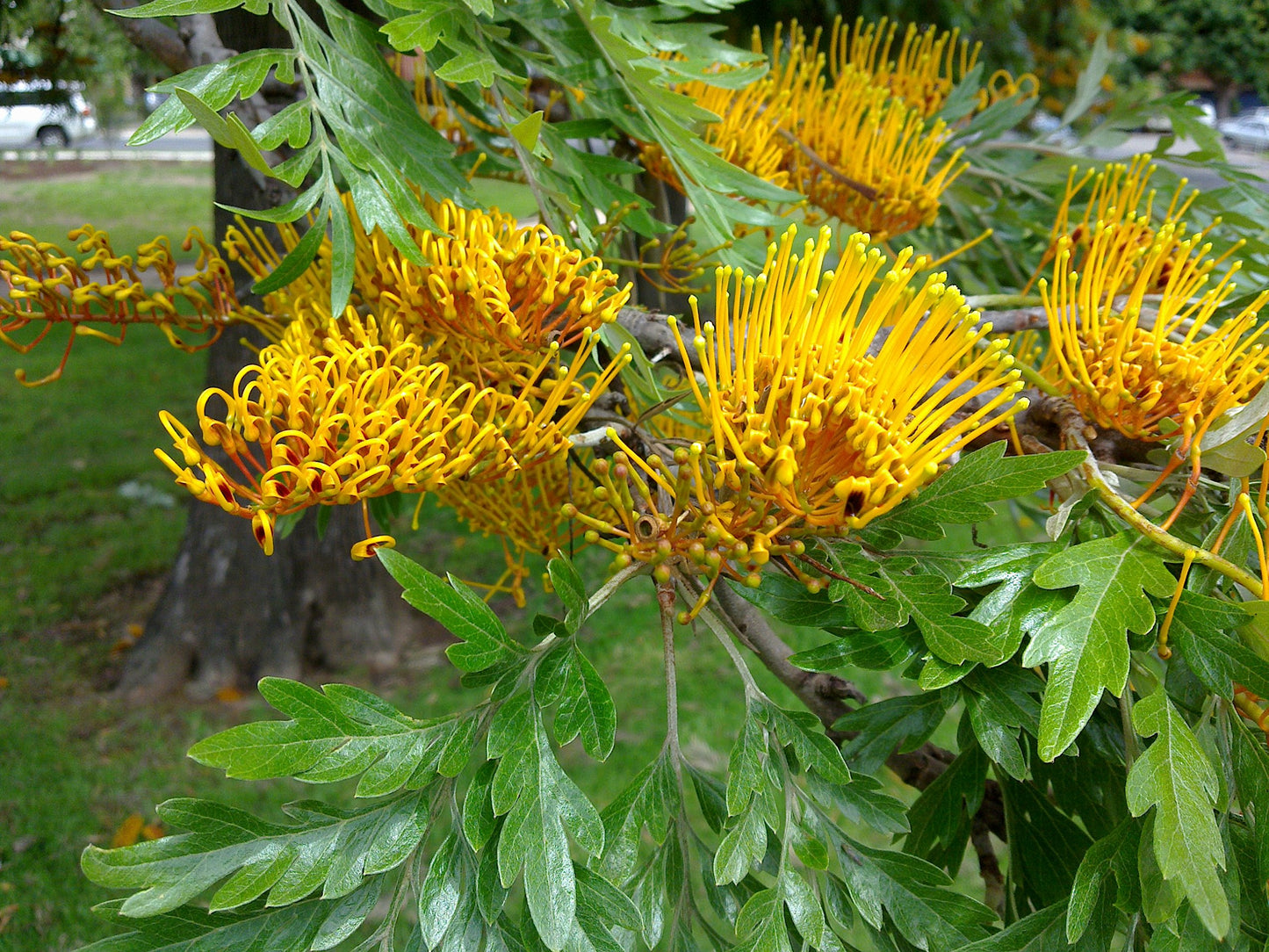 Grevillea Robusta Tree Seeds