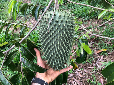 Giant Soursop Fruit Seeds - Organic, Non-GMO, High-Yielding Tropical Fruit 100 pcs