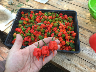 Scorpion Moruga Red hot pepper seeds – premium organic extreme heat variety