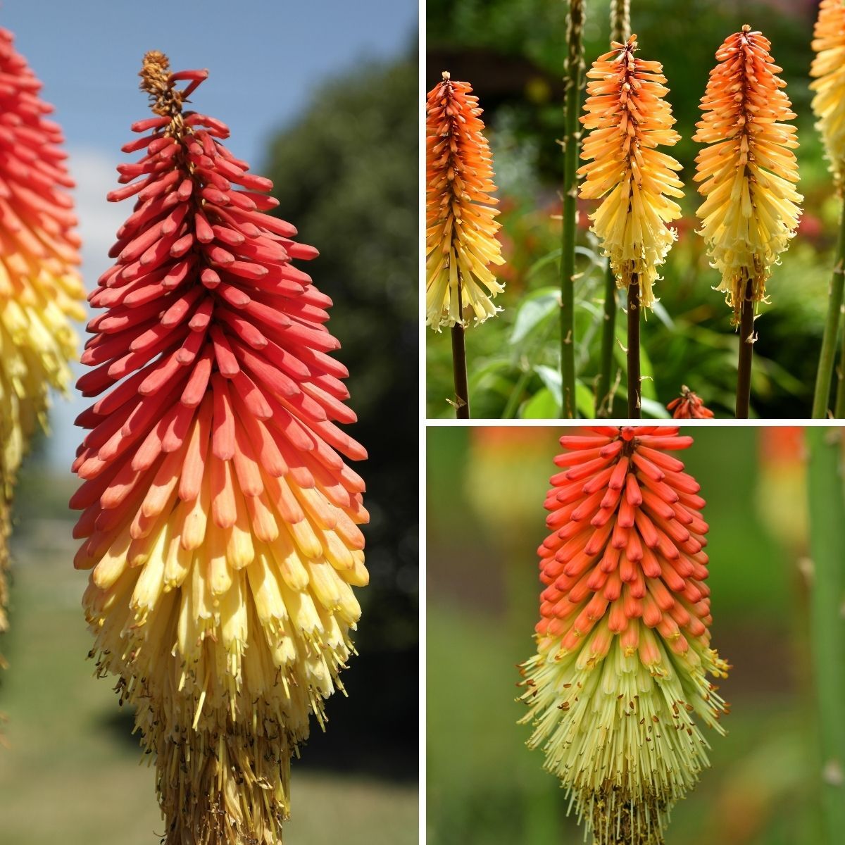 Red Hot Poker- Standard Mix