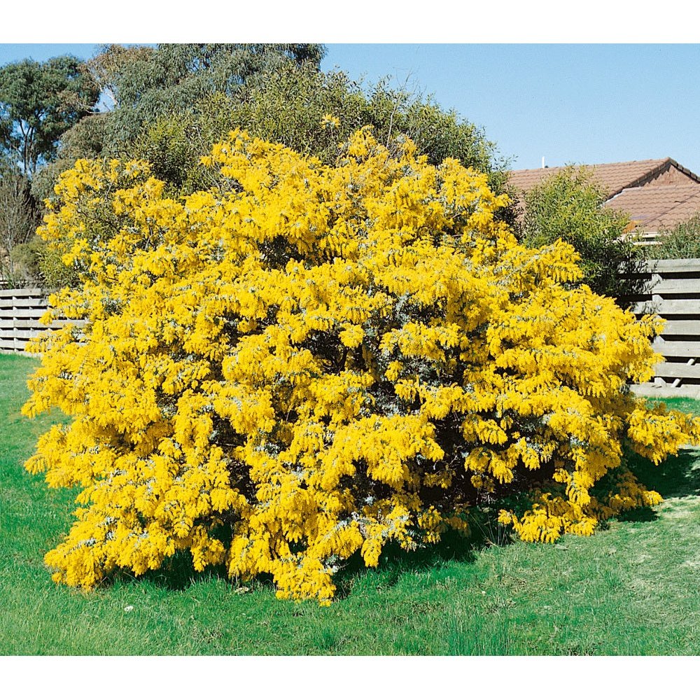 Cootamundra Wattle Flower Seeds