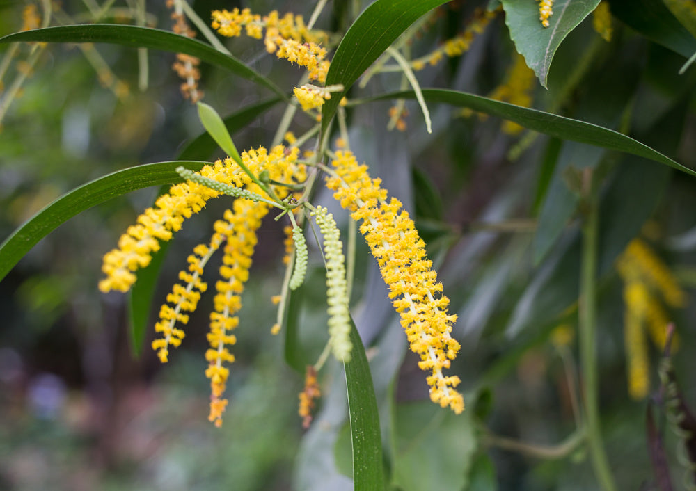 Acacia Auriculiformis, Australian Babul - Seeds
